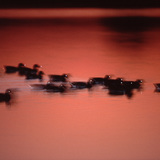 Mallards