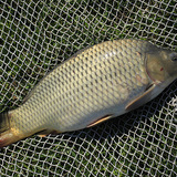 Carp
