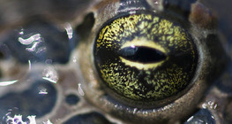Ojo de rana
