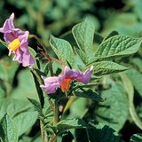 Flores da batata