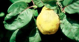 Айва продолговатая