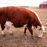 Bovino