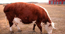 Крупный рогатый скот (корова)
