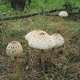 高大環柄菇
