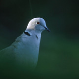 灰斑鳩