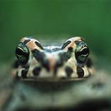 Sapo-verde-europeu