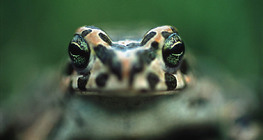 Sapo verde