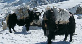 Любимое домашнее животное жителей Гималаев – як