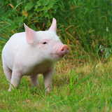 Cochinillo