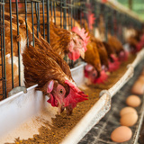Intensive chicken farm