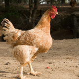 Gallina