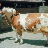 Nautoja