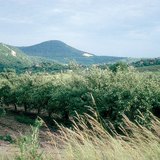 Лето в яблоневом саду
