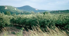 Лето в яблоневом саду