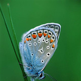 Borboleta azul-comum