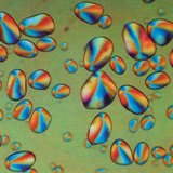 Imagen microscópica del almidón de patata (en luz polarizada)