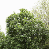 Blühender Kastanienbaum
