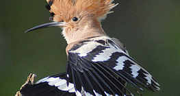 Abubilla