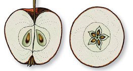 Corte longitudinal y transversal de la manzana