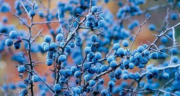 Плоды тёрна – однокостянки