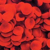 Red blood cells