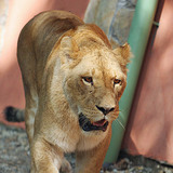 Лев