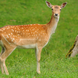 Gamo