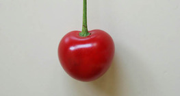 Вишня кислая