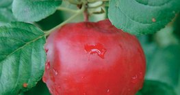 El fruto del manzano