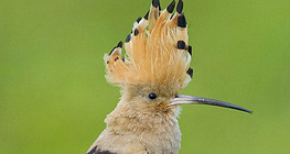 Abubilla