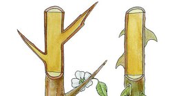 Шипы тёрна и розы
