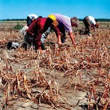 Siccità nel campo di cipolle