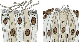 Чувствительные клетки: клетки обоняния (слева) и вкусовые клетки (справа)