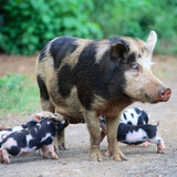 Piglet