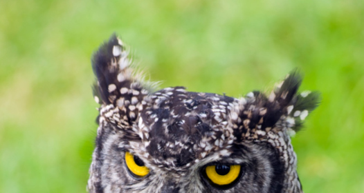 Тай пенис массажы туралы бейне Майлы нәресте порно