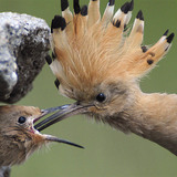 Wiedehopf beim Füttern des Jungvogels