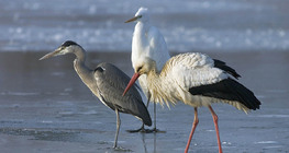 Garza real, cigüeña blanca y garza blanca