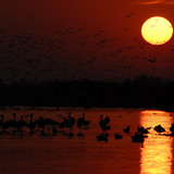 Sonnenuntergang mit Wasservögel