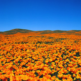 Цветущая эшшольция калифорнийская (Eschscholzia californica) в заповеднике