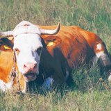 Rinder sind wiederkäuende Säugetiere