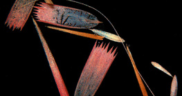 Escamas da asa de borboleta