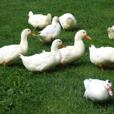 Ducks