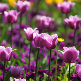 Tulip