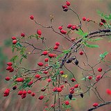 El escaramujo es la flor del rosal silvestre