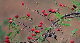 Плоды шиповника – многоорешки (цинародии)