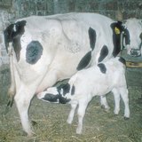 Eine Kuh säugt ihr Kalb