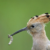 Upupa con una larva nel suo becco
