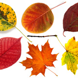 Herbstblätter