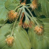 Catkins of a beech