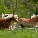 Cavalos